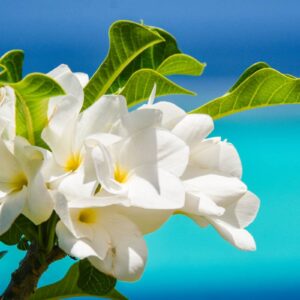 AustraliaTours_P2_11_HUAHINE_DSC_2372_© Teriitua Maoni-3000×2000 copy©TahitiNuiTravel