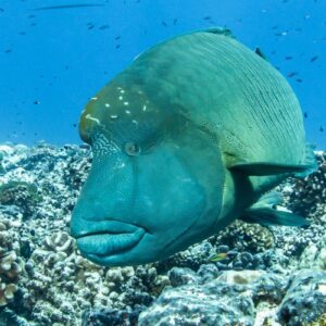 Rangiroa