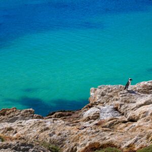 Betty’s bay – savannah-koomen-Wbt0cD840S0-unsplash