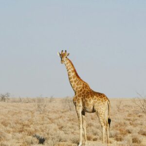 Etosha National Park