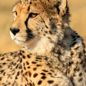 Etosha National Park