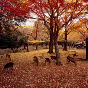 Deer in Nara Park, Nara, Nara, Japan