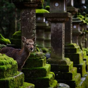 A Deer in Nara