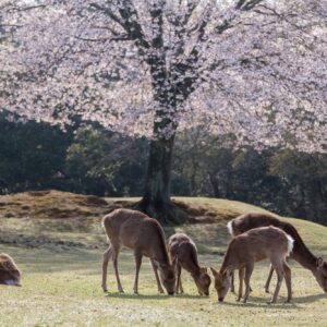 Nara Park in spring