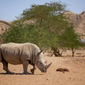 InstyleTouristik_Al Ain Zoo – Animals – Southern White Rhin copy_copyrightAbuDhabiTourism