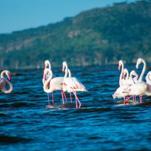 InstyleTouristik_Lake Nakuru National Park_brian-kungu-xt9RohgSeFg_©unsplash copy