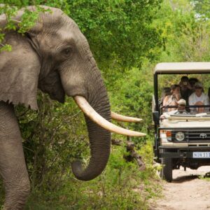 InstyleTouristik_SAT_Game Drive_Elephant_Walking_Kruger_RET_RGB copy©SA Tourism