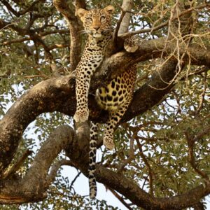 InstyleTouristik_©uzuri-safaris-tanzania-tyxN9RIba8U-unsplash