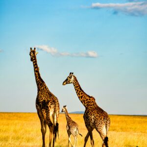 Masai Mara