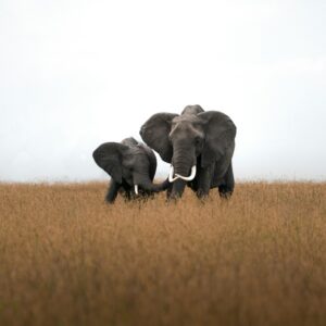 Masai Mara