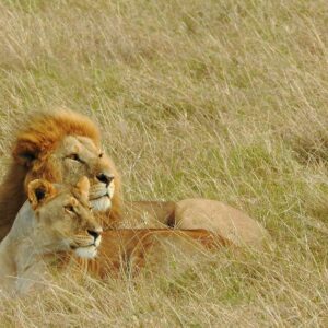 Masai Mara