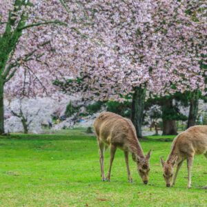 Nara