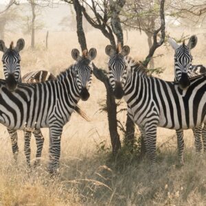 Serengeti National Park