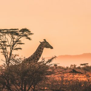 harshil-gudka-kfxEUCTUeyg-unsplash copy