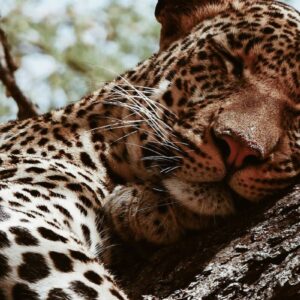 maurits-bausenhart-42Ocfqp4FAY-unsplash (1)
