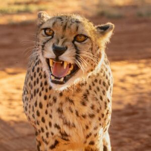 InstyleTouristik_NamibiaCircle_©andreas-vonlanthen