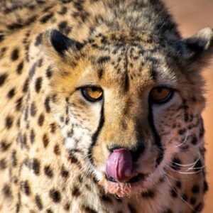 InstyleTouristik_NamibiaCircle_©andreas-vonlanthen2