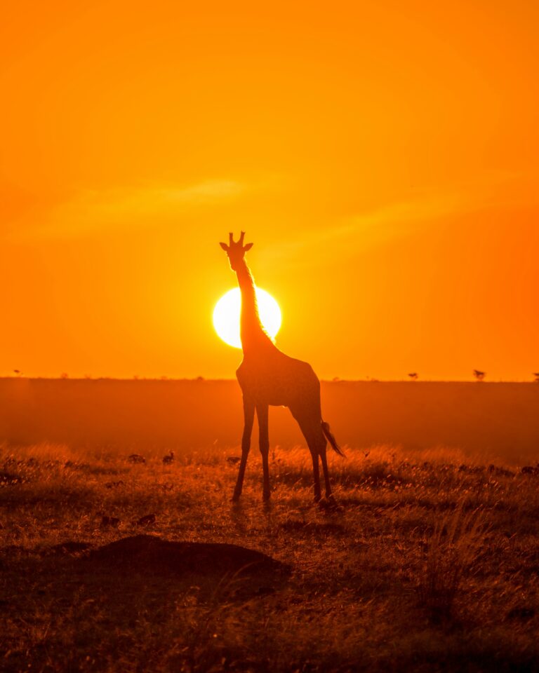 ahmed-galal-LaLJXbAloZE-unsplash